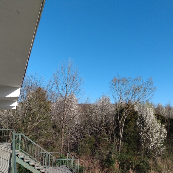 Meet your Posher, Tess - Picture 9 of 12